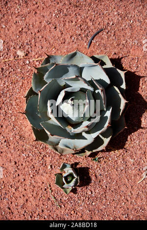 Grandes et petites plantes d'Agave Banque D'Images