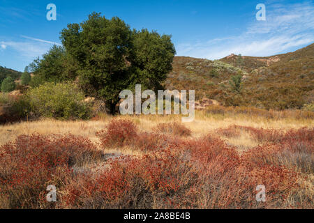 Pinnacles National Park en Californie Banque D'Images