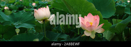 Fleurs de Lotus dans un étang Banque D'Images