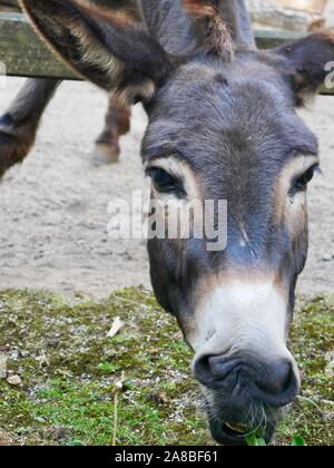 Un âne dans la nature park Bremen Banque D'Images