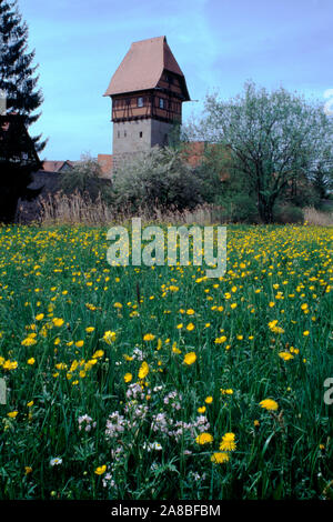 Bauerlinsturm Tour avec champ de fleur, Dinkelsbuhl, Middle Franconia, Franconia, Bavaria, Germany Banque D'Images