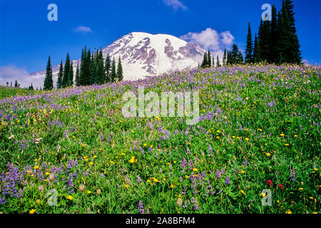 Les fleurs sauvages d'été fleurissent le long de la crête de Mazama ci-dessous Mt Rainier, Mt Rainier National Park, Washington State, USA Banque D'Images