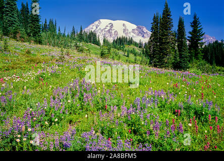 Les fleurs sauvages d'été fleurissent au Paradise Park ci-dessous Mt Rainier, Mt Rainier National Park, Washington State, USA Banque D'Images
