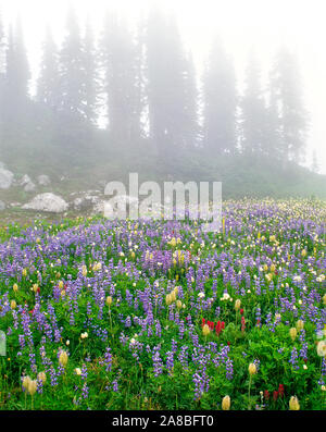 Lupin et indian paintbrush dans le brouillard, la crête de Mazama, Mt Rainier National Park, Washington State, USA Banque D'Images