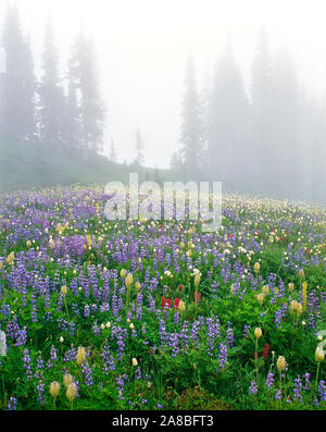 Lupin et indian paintbrush dans le brouillard, la crête de Mazama, Mt Rainier National Park, Washington State, USA Banque D'Images