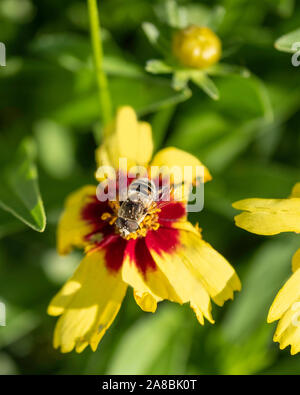 Drone volée, ou hoverfly, Eristalis tenax. Une politique sur l'alimentation des espèces syrphes migrateurs Coreopsis. USA. Banque D'Images