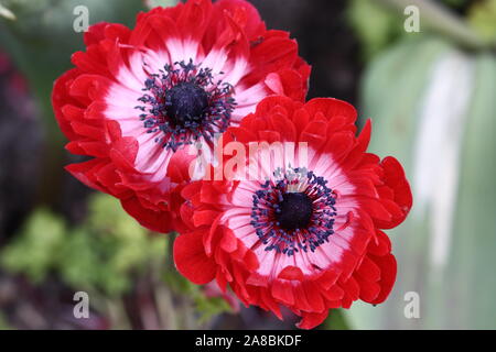 L'harmonie de l'anémone Series-Scarlet extraordinairement 2 ½ - 3 ½", laque les fleurs rouges avec un oeil blanc et prune profond centre bouton. Banque D'Images