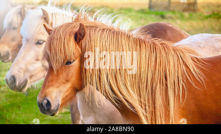 Chevaux Islandais sont une race unique de Hardy, de petits chevaux trouvés seulement en Islande. Banque D'Images