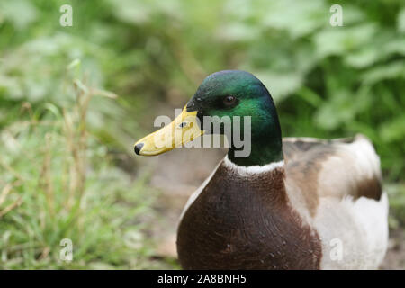 La tête d'un superbe mâle Canard colvert, Anas platyrhynchos, debout sur la rive d'un lac. Banque D'Images