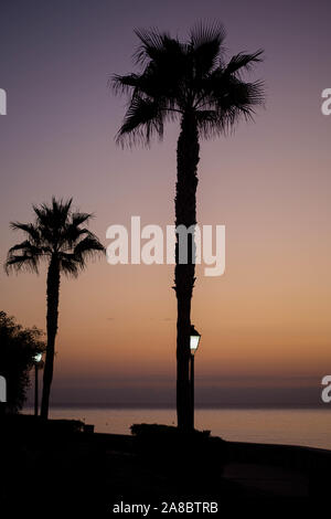 Palmiers au lever du soleil Banque D'Images