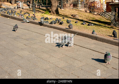 Les colombes s'embrasser dans le parc de l'automne sur un fond d'autres pigeons Banque D'Images
