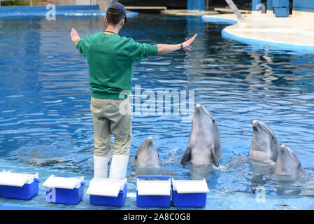 Madrid, Espagne. 07Th Nov, 2019. Les grands dauphins communs avec leur gardien pendant un spectacle au Zoo et aquarium de Madrid. (Photo de Jorge Sanz/Pacific Press) Credit : Pacific Press Agency/Alamy Live News Banque D'Images