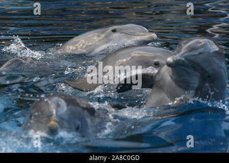 Madrid, Espagne. 07Th Nov, 2019. Le bébé femelle grand dauphin commun (up) photographié pendant un spectacle au Zoo et aquarium de Madrid. Elle ont atteint les deux années de vie en bonne santé, selon elle, les gardiens de zoo de Madrid. (Photo de Jorge Sanz/Pacific Press) Credit : Pacific Press Agency/Alamy Live News Banque D'Images