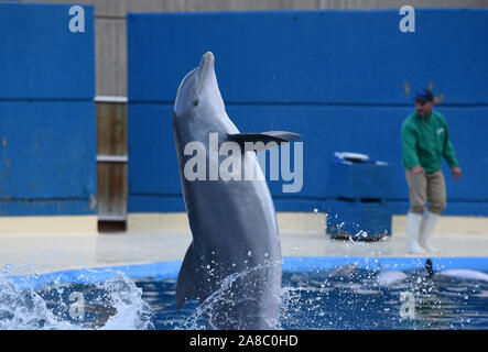 Madrid, Espagne. 07Th Nov, 2019. Le bébé femelle grand dauphin commun en photo pendant un spectacle au Zoo et aquarium de Madrid. Elle ont atteint les deux années de vie en bonne santé, selon elle, les gardiens de zoo de Madrid. (Photo de Jorge Sanz/Pacific Press) Credit : Pacific Press Agency/Alamy Live News Banque D'Images