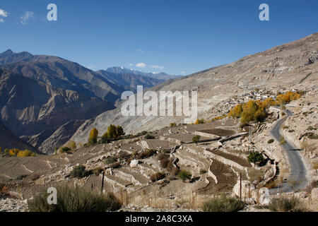 L'agriculture à l'étape de la vallée de Spiti, Himachal Pradesh, Inde Banque D'Images