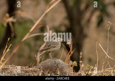 Bush, lark Mirafra indien erythroptera, Amravati, Maharashtra Banque D'Images