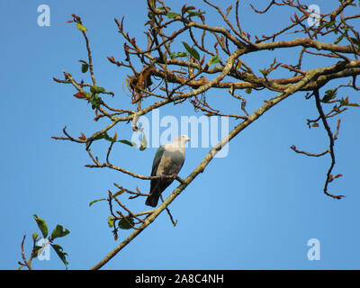 Mountain pigeon impérial, Ducula badia, la Réserve de tigres de Nameri, Assam, Inde Banque D'Images