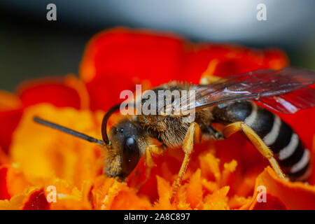 Macro photo d'une petite guêpe sur une fleur rouge, à la recherche de nectar Banque D'Images
