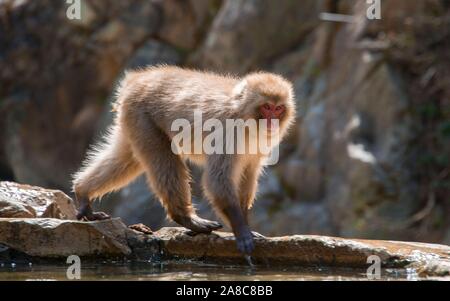 Macaque japonais (Macaca fuscata), fonctionnant sur l'eau, Yamanouchi, dans la préfecture de Nagano, l'île de Honshu, Japon Banque D'Images