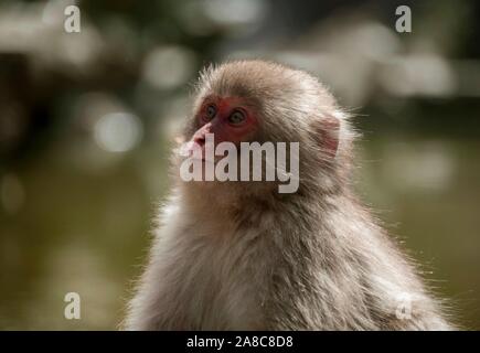Macaque japonais (Macaca fuscata), jeune animal, portrait, Yamanouchi, dans la préfecture de Nagano, l'île de Honshu, Japon Banque D'Images