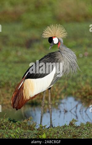 Couronné gris-crane (Balearica regulorum) se tient sur le front de mer, le Parc National du Serengeti, Tanzanie Banque D'Images