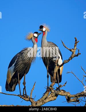 Couronné gris-grues (Balearica regulorum), l'accouplement paire sur un arbre sec, Masai Mara, Kenya préserver Banque D'Images