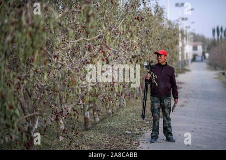 (191108) -- URUMQI, 8 novembre 2019 (Xinhua) -- Chen Xiaoming des émissions en direct le jujube rouge à Ruoqiang Comté, nord-ouest de la Chine, la Région autonome du Xinjiang Uygur, 29 octobre, 2019. Chen Xiaoming est propriétaire de 21 um (1,4 hectares) de champs de jujube rouge Ruoqiang. Il y a quatre ans, Chen s'est joint à un cours en ligne d'affaires et a commencé à promouvoir son entreprise en ligne par jujube diffusion en direct. Vente en ligne Evènements 21-09-2010 'représentent environ 80 pour cent de mon rendement annuel total." a dit Chen. (Xinhua/Zhao Ge) Banque D'Images