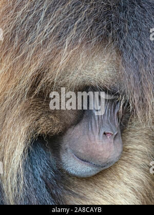 Theropithecus Gelada babouin gélada mâle adulte en captivité (couchage) Banque D'Images