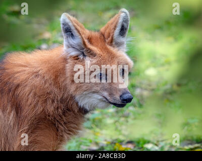 Le loup à crinière Chrysocyon brachyurus (captive) Banque D'Images