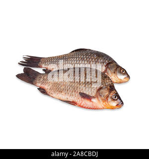 Le carassin doré isolées de poissons à écailles. Banque D'Images