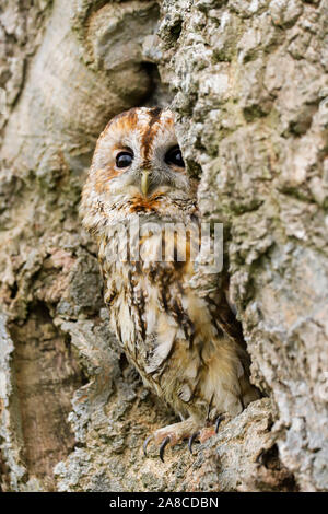 Tawny Owl (Strix Aluco enr.) assis sur un vieux chêne pourri. Pris dans la campagne Mid Wales UK Banque D'Images