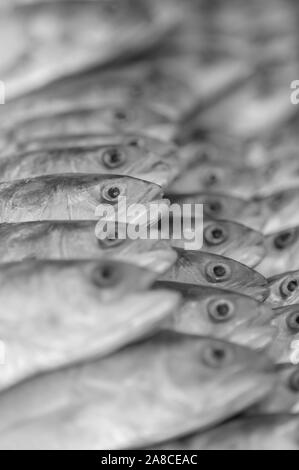 Poisson sur écran en marché asiatique disposés en rangées à la lumière du jour Banque D'Images