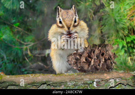 Tamia rayé drôle avec plein de manger des noix de joues de cèdre pin cône sur tronc d'arbre et se procure de la nourriture pour l'hiver. Portrait of cute rodent close up Banque D'Images