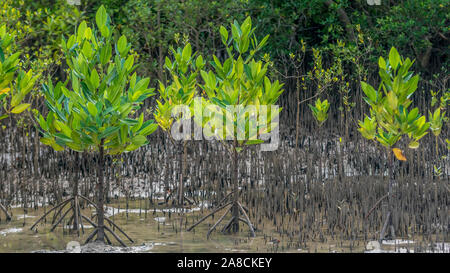 Mangrove, honko en langue malgache près de Tuléar, projet de reboisement des ONG Banque D'Images