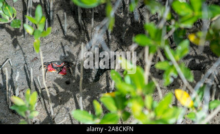 Mangrove, honko en langue malgache près de Tuléar, projet de reboisement des ONG, Sesarma meinertii Banque D'Images