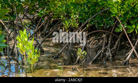 Mangrove, honko en langue malgache près de Tuléar, projet de reboisement des ONG Banque D'Images