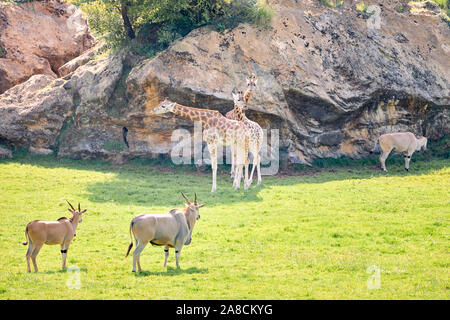 Paire d'élands antilopes à côté des girafes - concept de la faune Banque D'Images