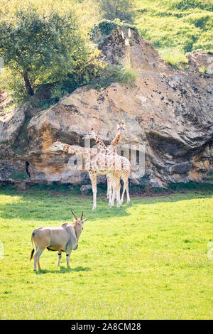 Paire de girafes à côté d'antilopes elands - concept de la faune Banque D'Images