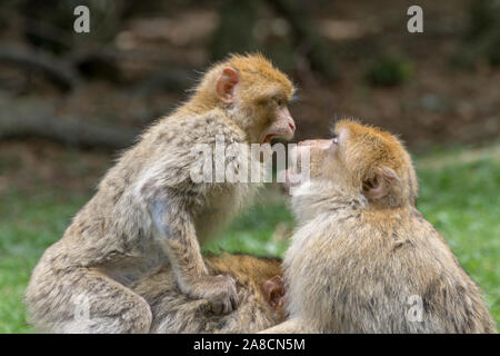 Un Macaque de Barbarie, aussi connu comme un singe de Barbarie dans la nature et l'environnement Banque D'Images