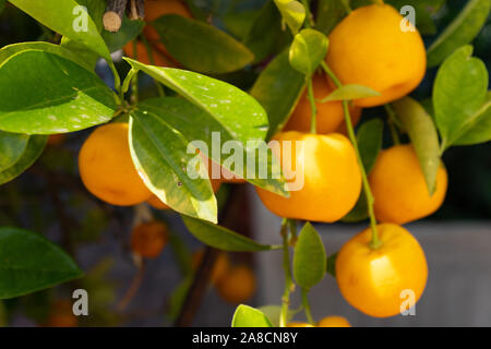 Close up d'abricots accroché sur l'arbre Banque D'Images