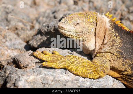Écusson jaune et jambe texturée d'un iguana de terre de Galapagos se tenant contre la roche de lave volcanique tissée Banque D'Images