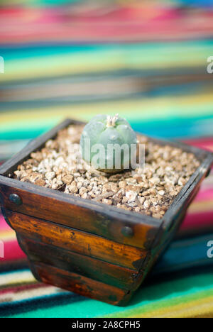 Bourgeon de cactus de péyote chamanique qui pousse dans un pot en bois sur fond de couverture amérindienne colorée Banque D'Images