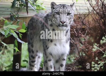 Femme Snow Leopard, Taïga (Panthera uncia) Banque D'Images