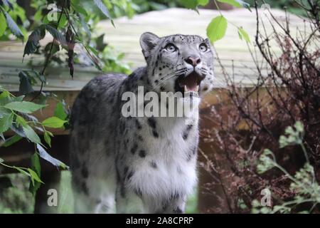 Femme Snow Leopard, Taïga (Panthera uncia) Banque D'Images