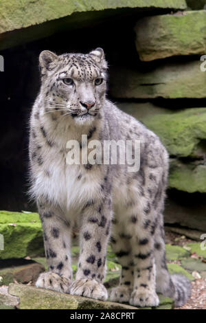 Femme Snow Leopard, Taïga (Panthera uncia) Banque D'Images