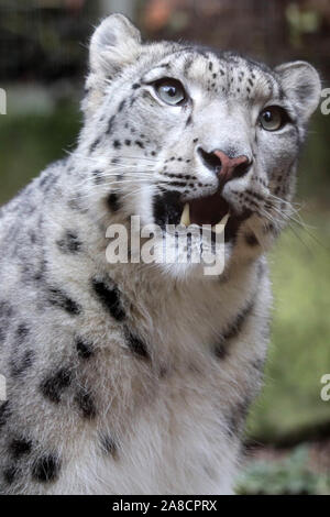 Femme Snow Leopard, Taïga (Panthera uncia) Banque D'Images