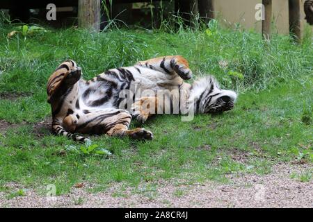 Le tigre mâle, Joao (Panthera tigris sumatrae) Banque D'Images