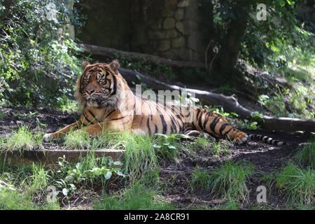 Le tigre mâle, Joao (Panthera tigris sumatrae) Banque D'Images