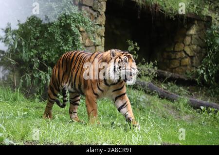 Le tigre mâle, Joao (Panthera tigris sumatrae) Banque D'Images