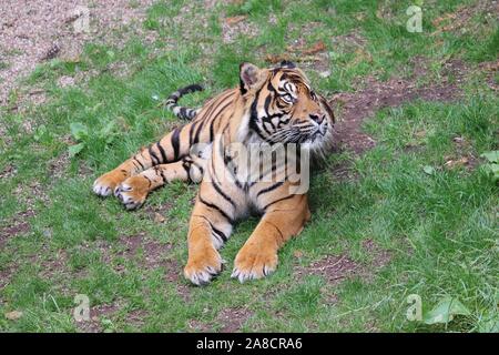 Le tigre mâle, Joao (Panthera tigris sumatrae) Banque D'Images